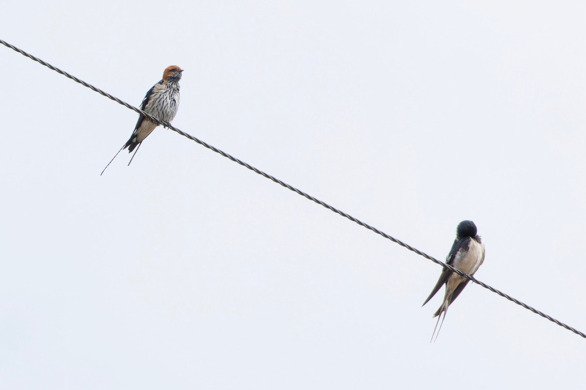 Lesser Striped Swallow - ML625088747