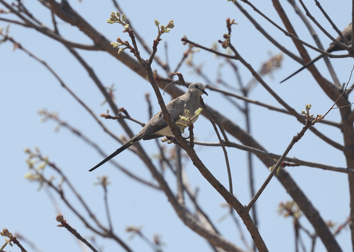 Namaqua Dove - ML625088810