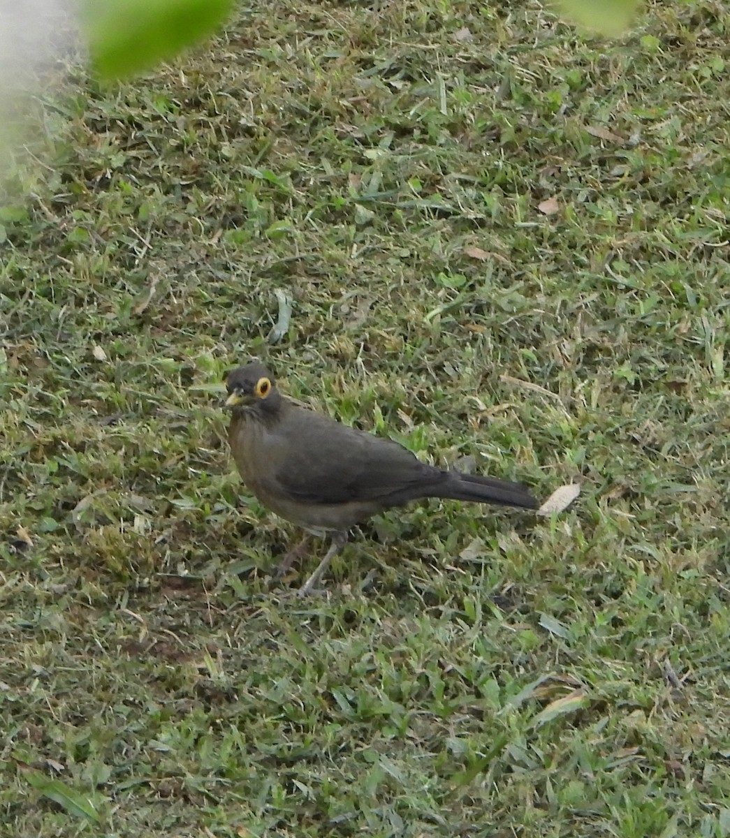 Spectacled Thrush - ML625088823