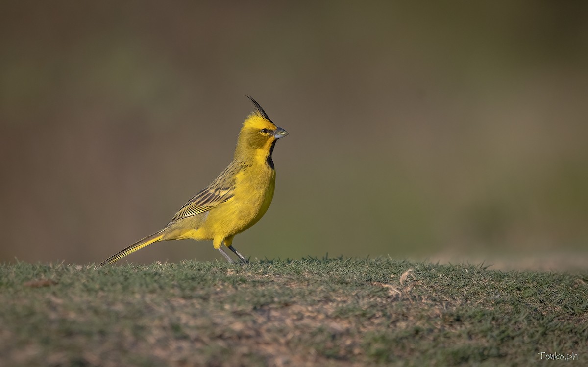 Yellow Cardinal - Carlos Maure