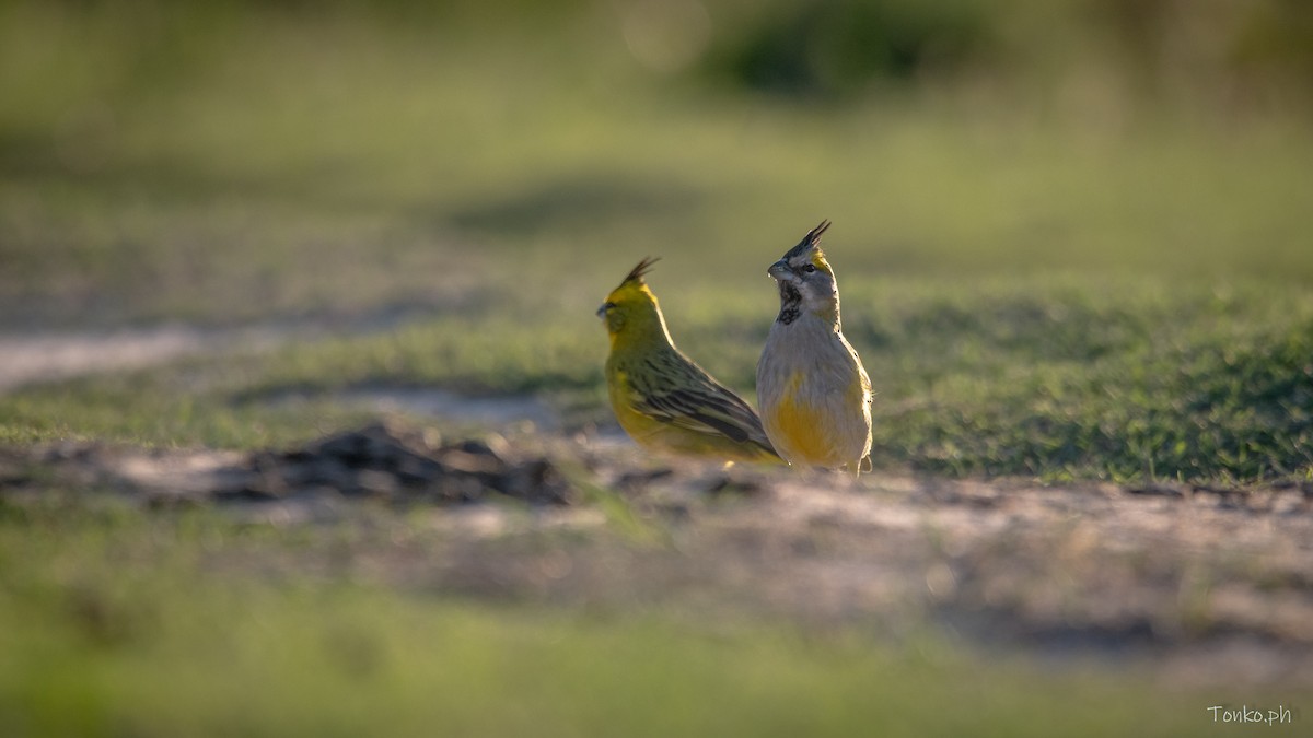 Yellow Cardinal - Carlos Maure