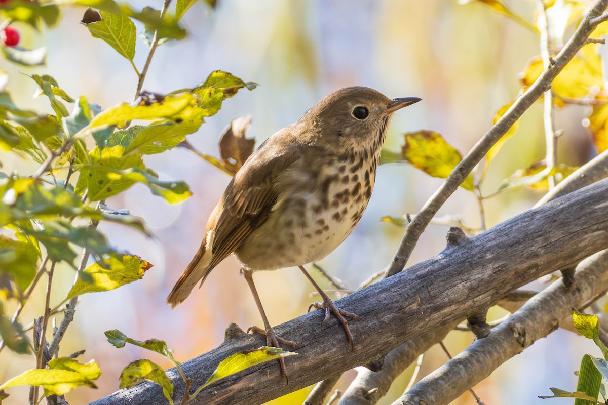 Hermit Thrush - ML625089011