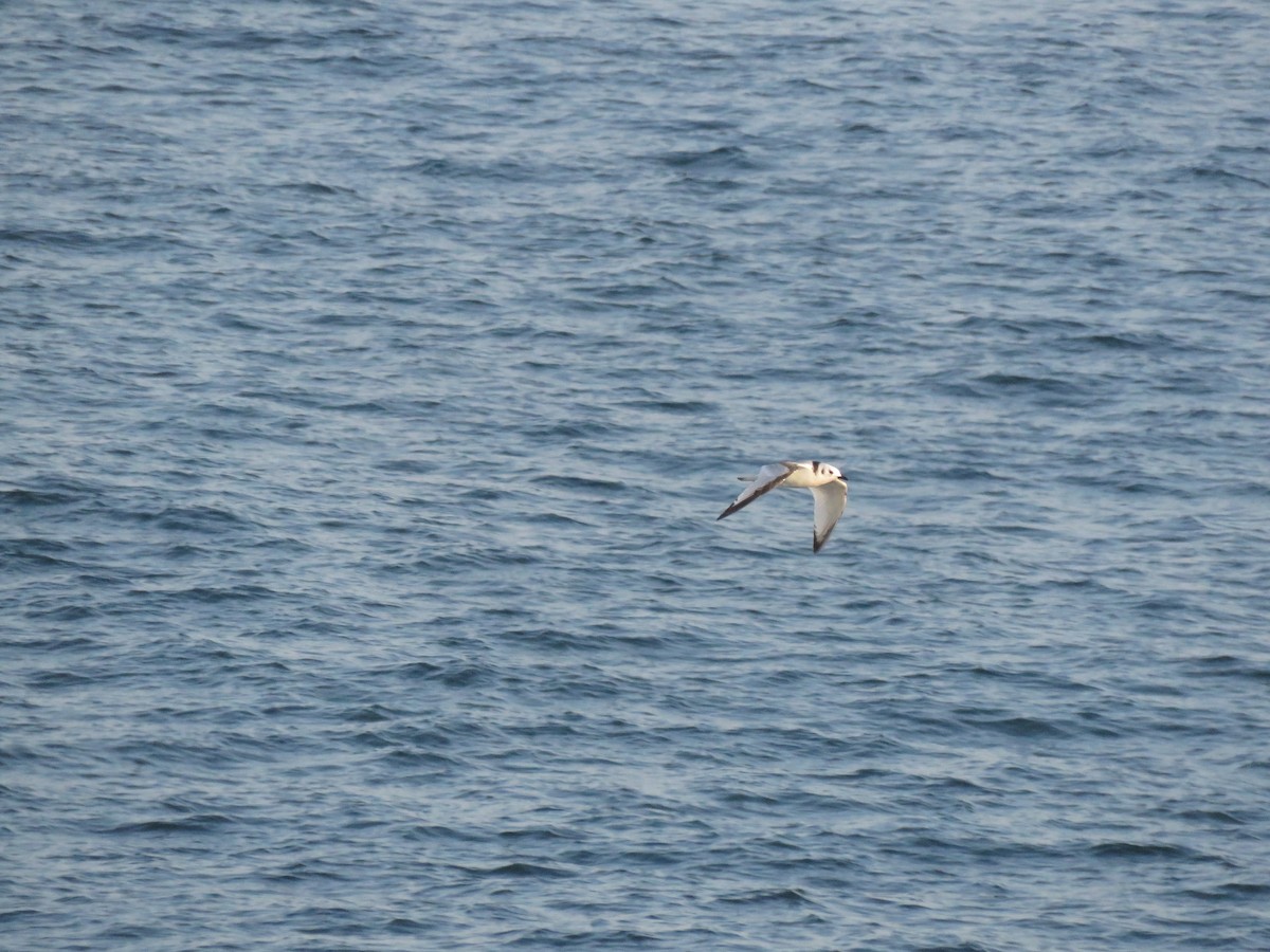 Black-legged Kittiwake - ML625089030