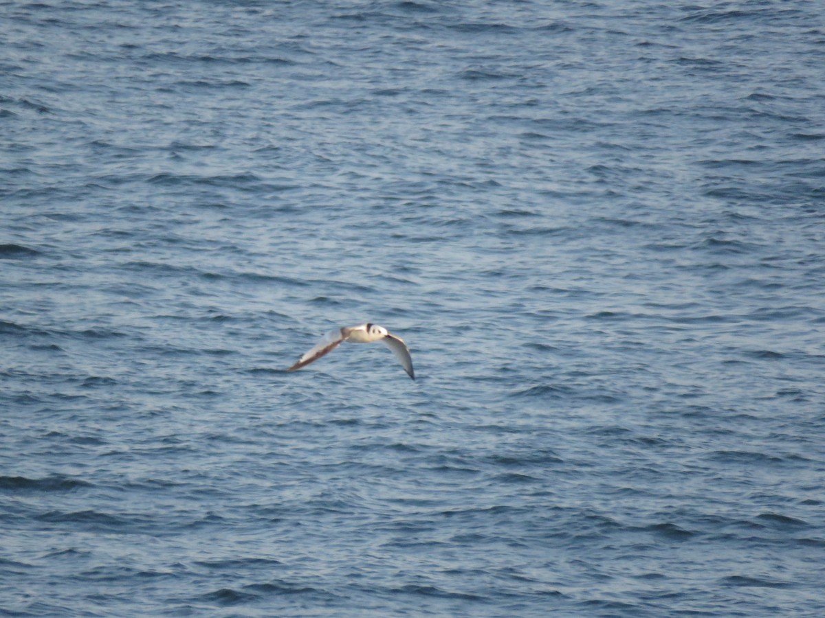 Black-legged Kittiwake - ML625089031