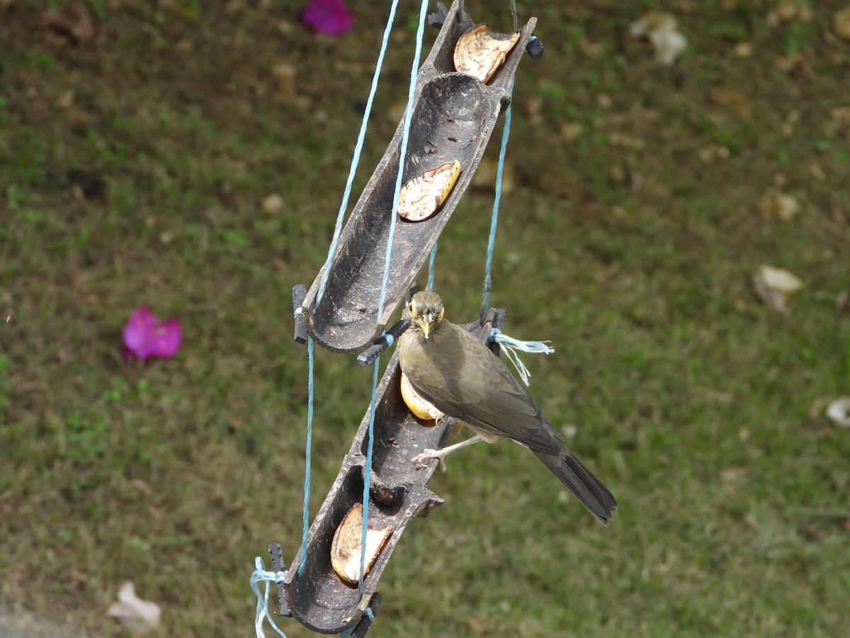 Spectacled Thrush - Manuel Pérez R.