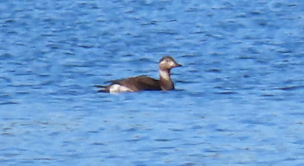 Pato Havelda - ML625089182