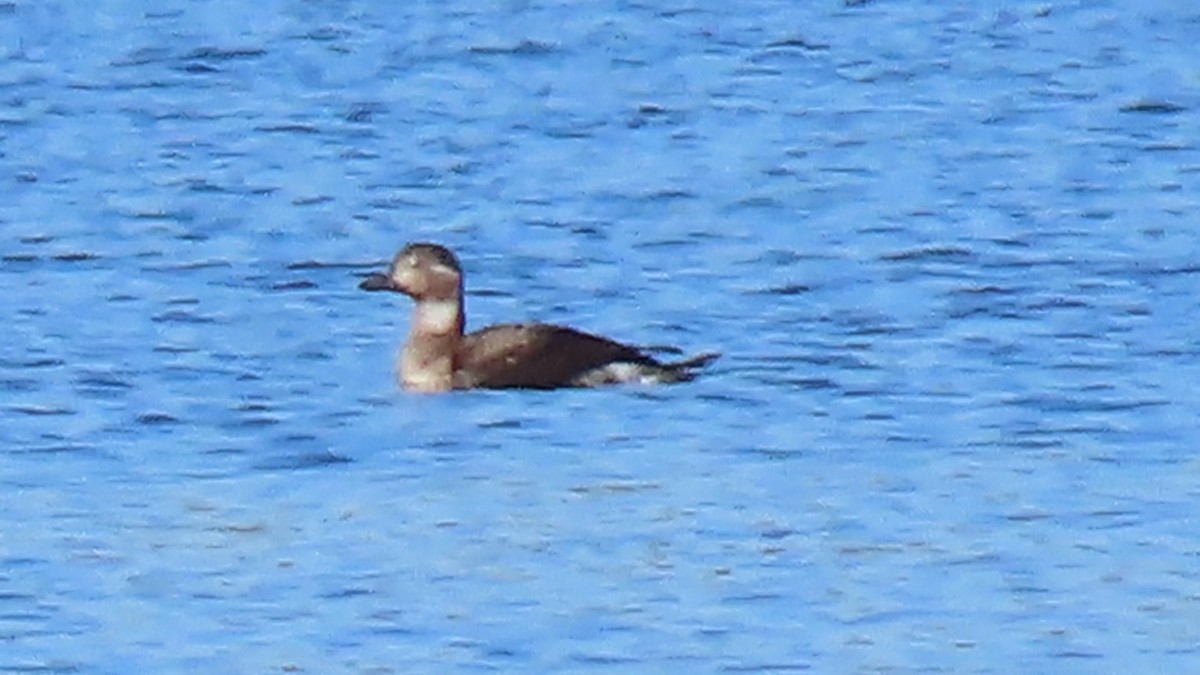 Pato Havelda - ML625089192