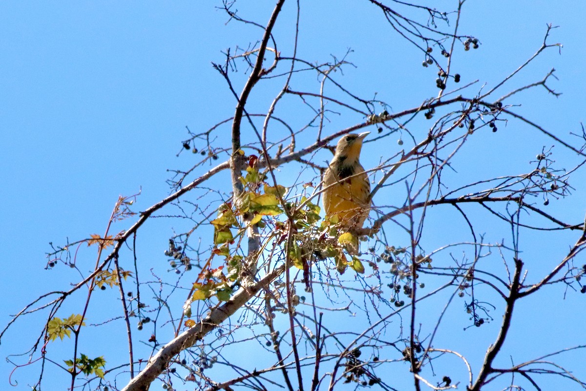 Eastern Meadowlark - ML625089257