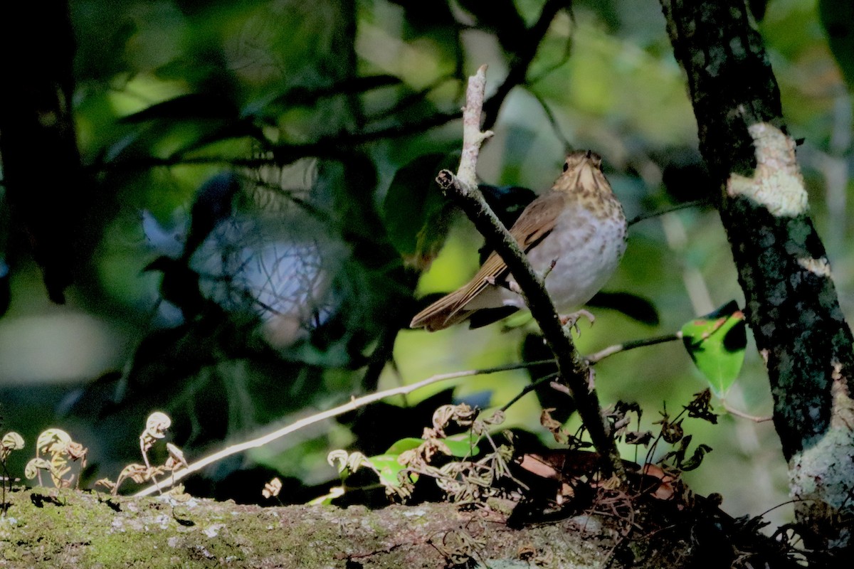 Swainson's Thrush - ML625089277