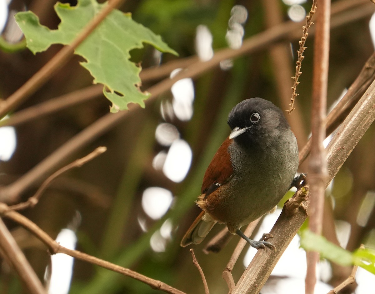 Rwenzori Hill Babbler - ML625089353
