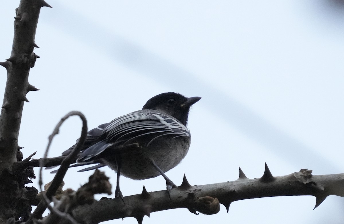 Mésange à ventre strié - ML625089433