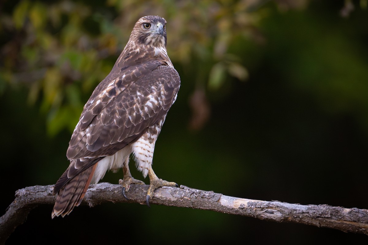 Red-tailed Hawk - ML625089459