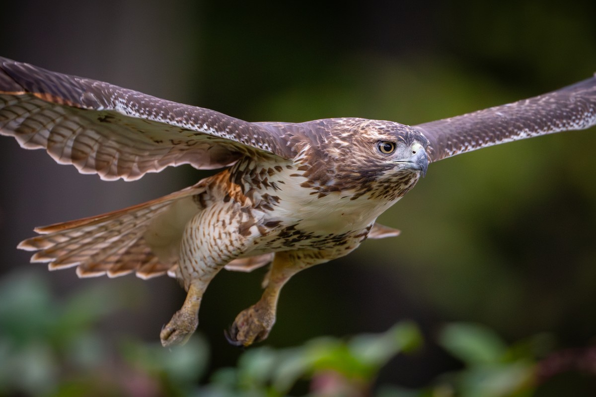 Red-tailed Hawk - ML625089460