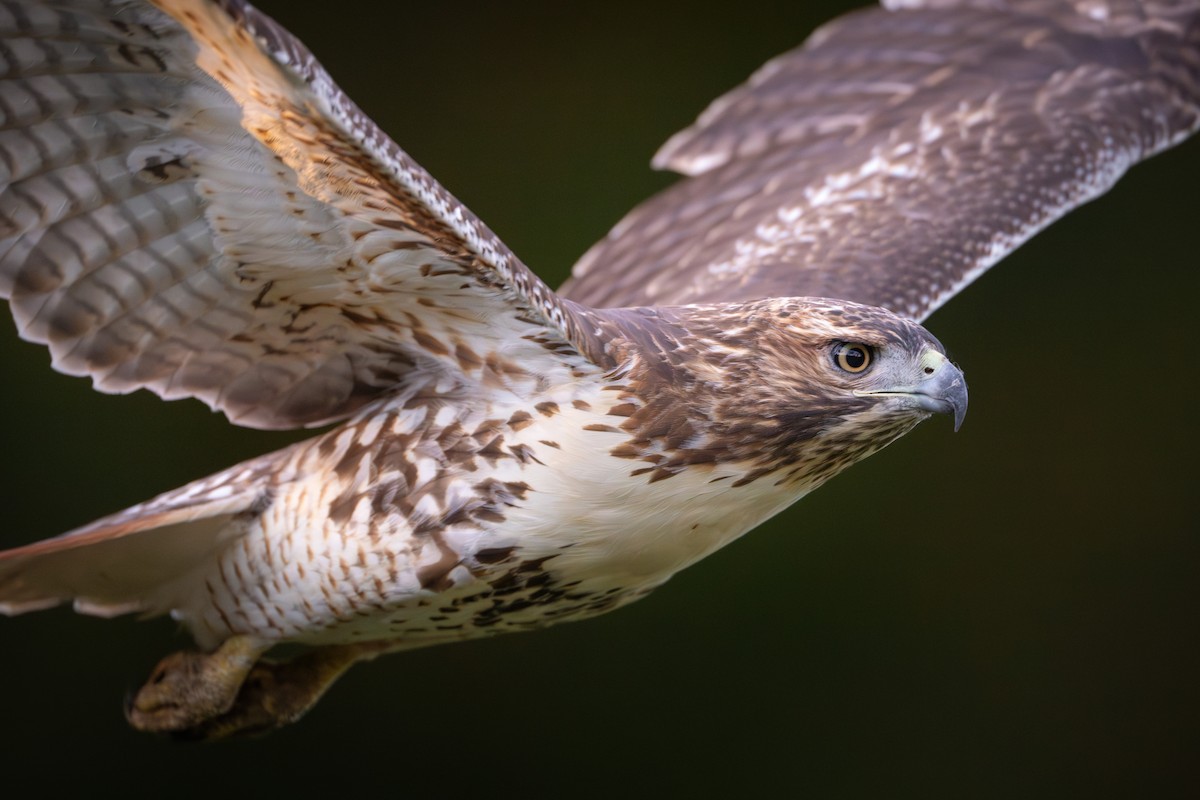 Red-tailed Hawk - ML625089474