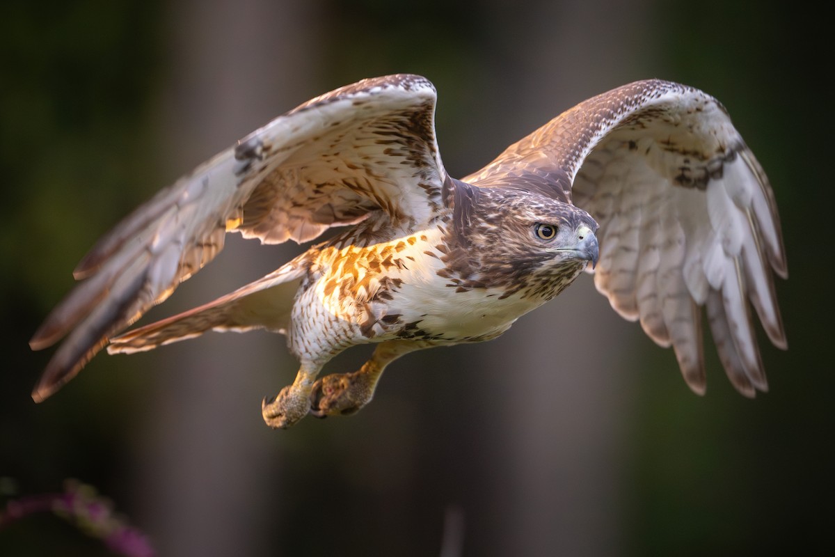 Red-tailed Hawk - Matt Zuro