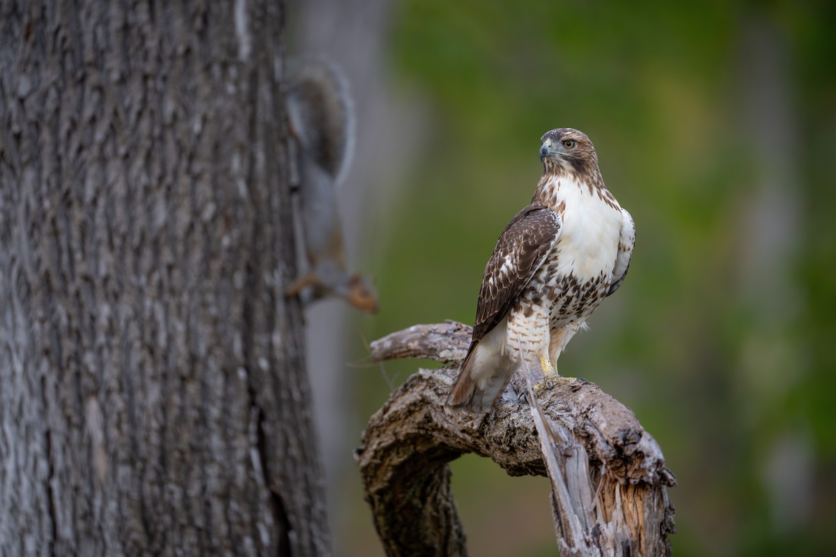 Red-tailed Hawk - ML625089476