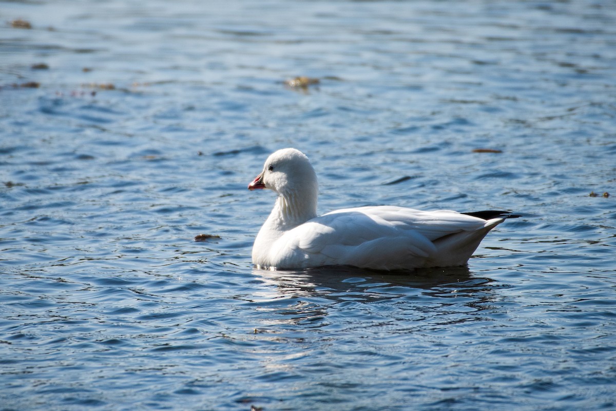 Ross's Goose - ML625089811