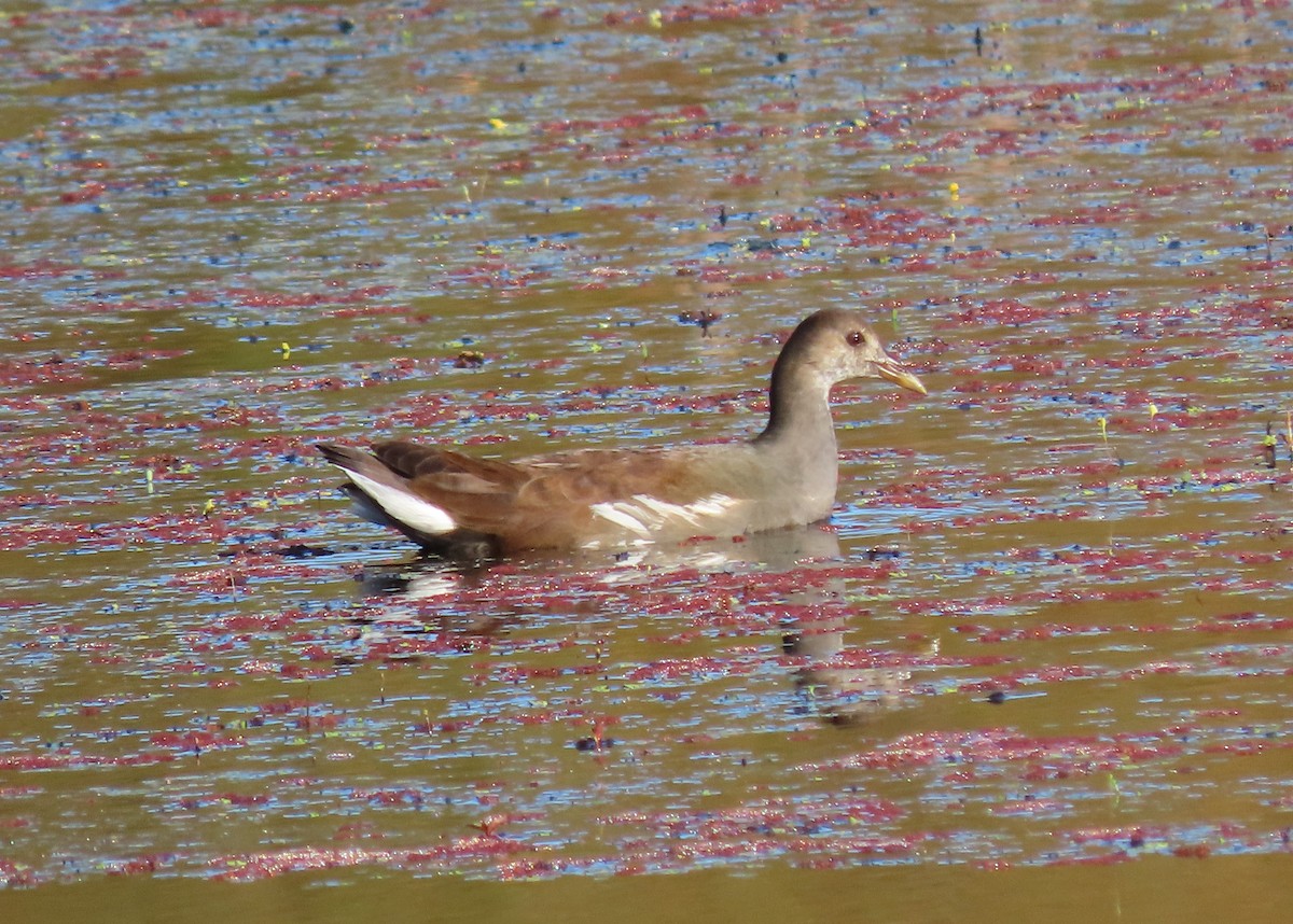 Common Gallinule - ML625089856
