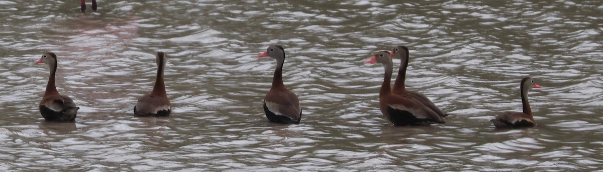 Black-bellied Whistling-Duck - ML625089878