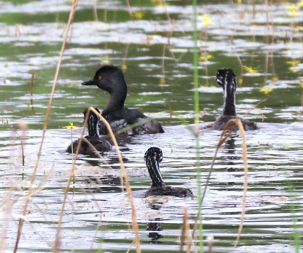 Least Grebe - ML625089891