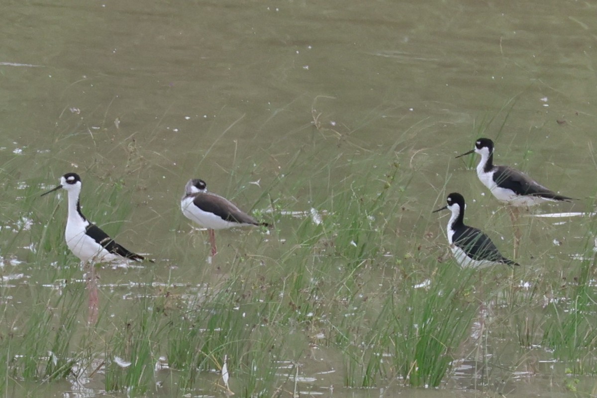 Black-necked Stilt - ML625089908