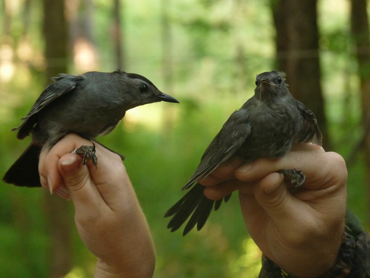 Gray Catbird - ML62508991