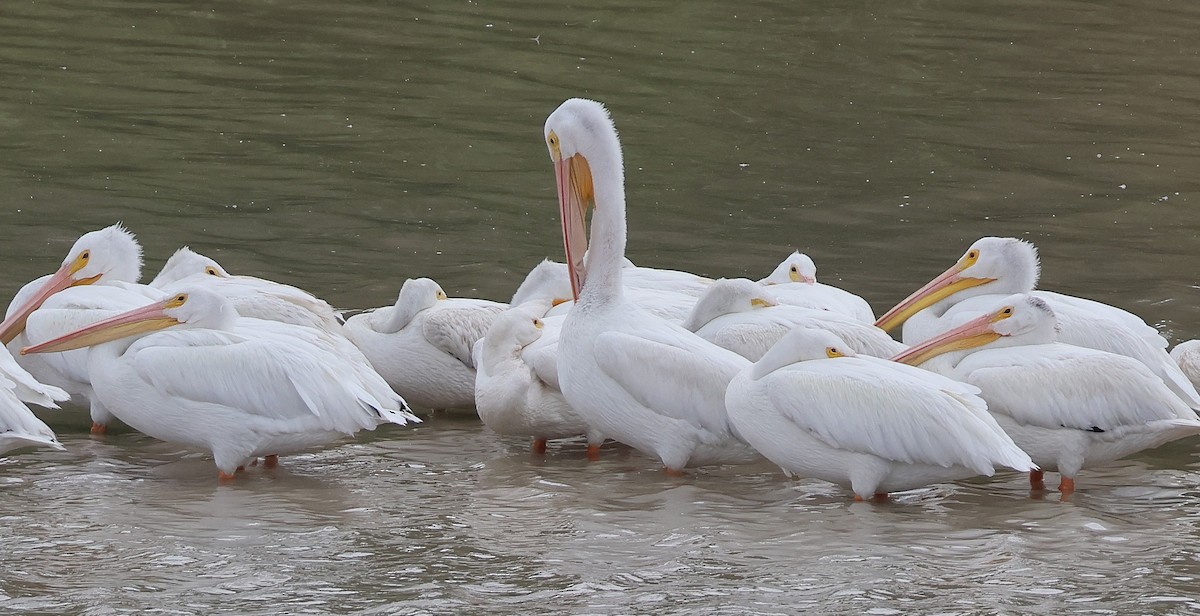 American White Pelican - ML625089924