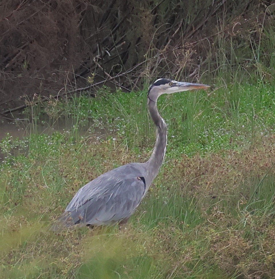 Great Blue Heron - ML625089951