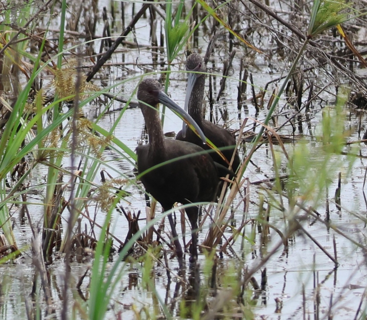 White-faced Ibis - ML625089956