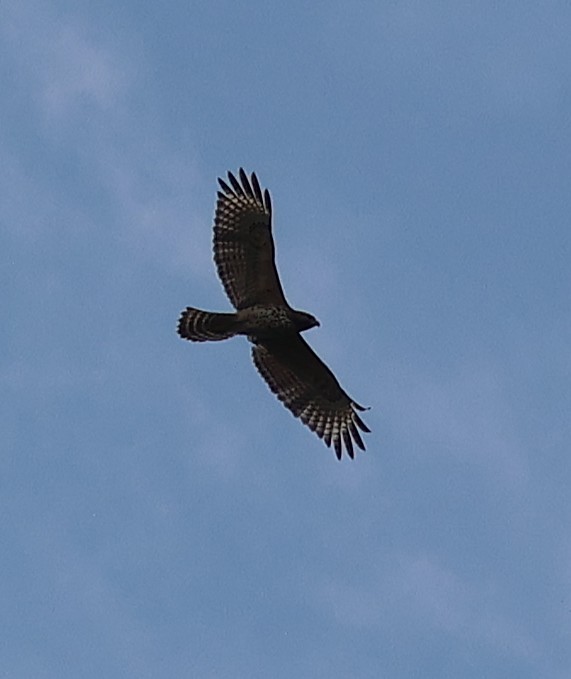 Red-shouldered Hawk - ML625089974