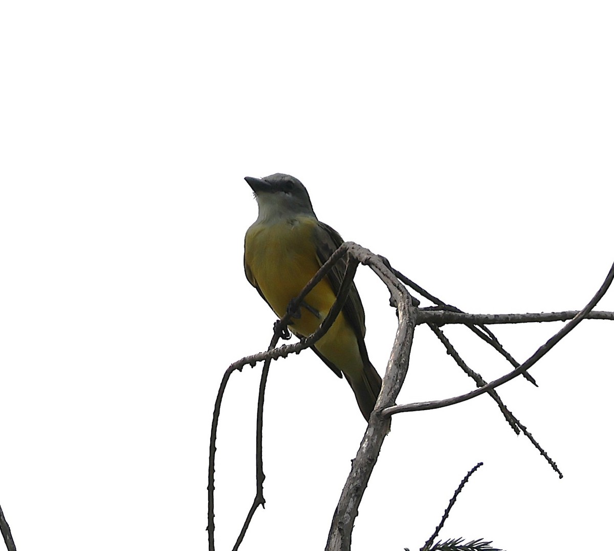 Tropical Kingbird - Jaime Rodriguez