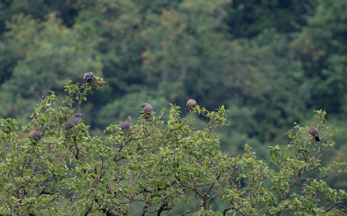 Red-billed Pigeon - ML625090096