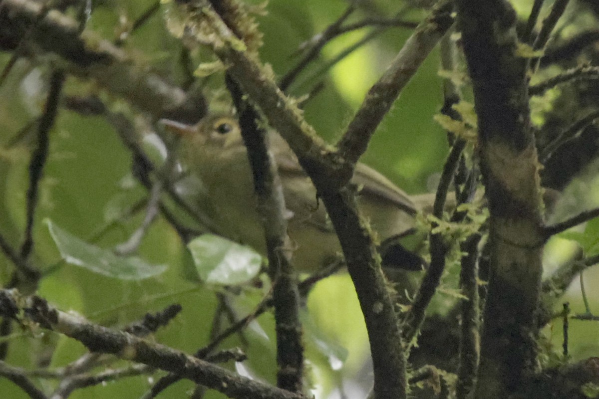 Oustalet's Tyrannulet - ML625090178