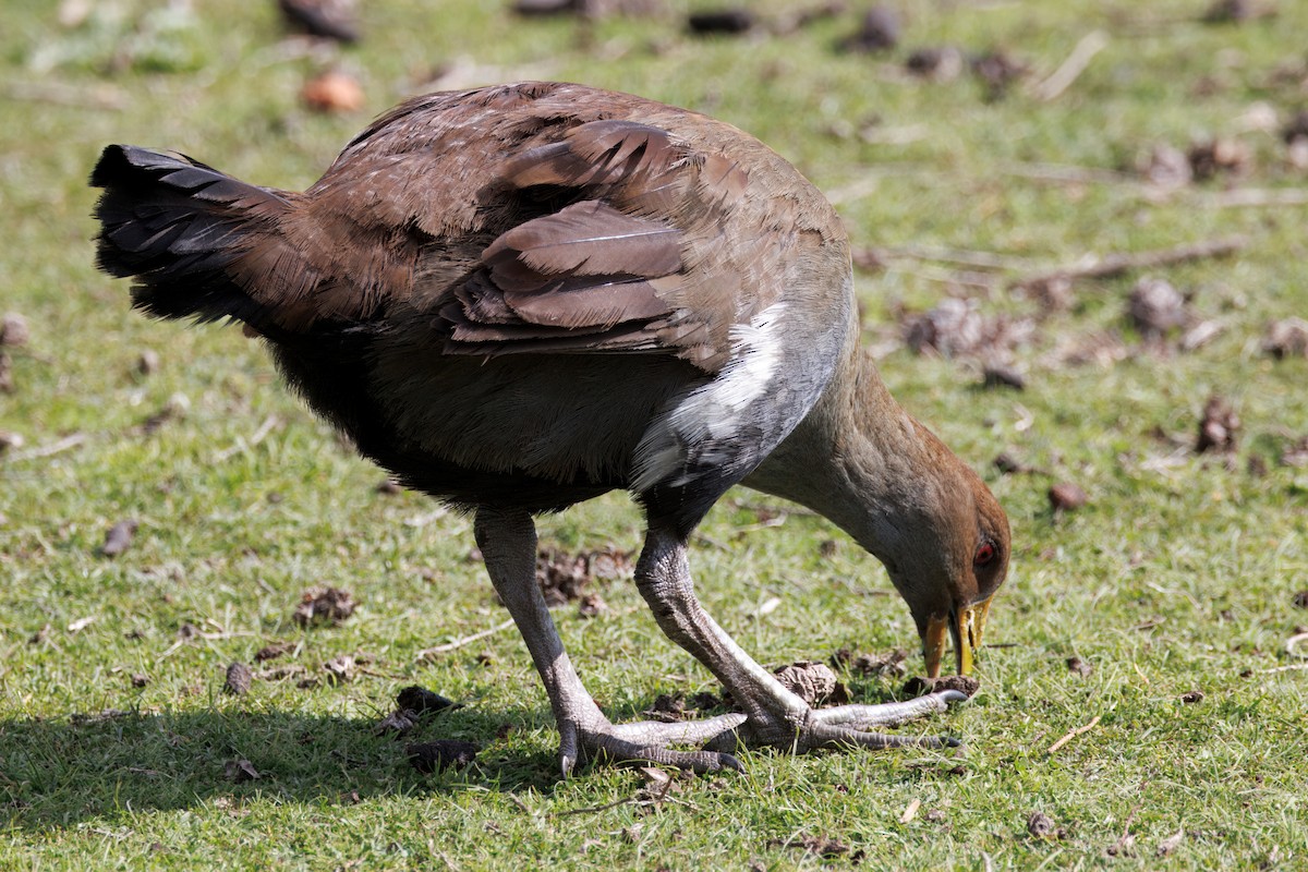 Tasmanian Nativehen - ML625090244