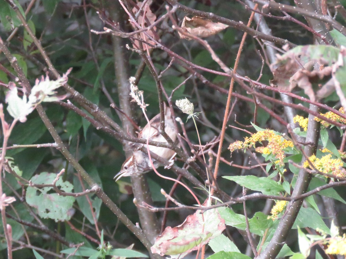 Carolina Wren - ML625090283