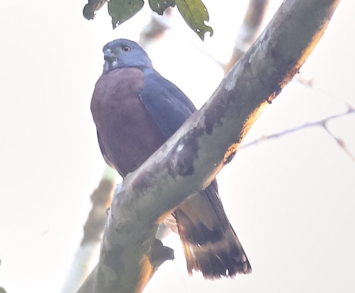 Tiny Hawk - Finn Jørgensen