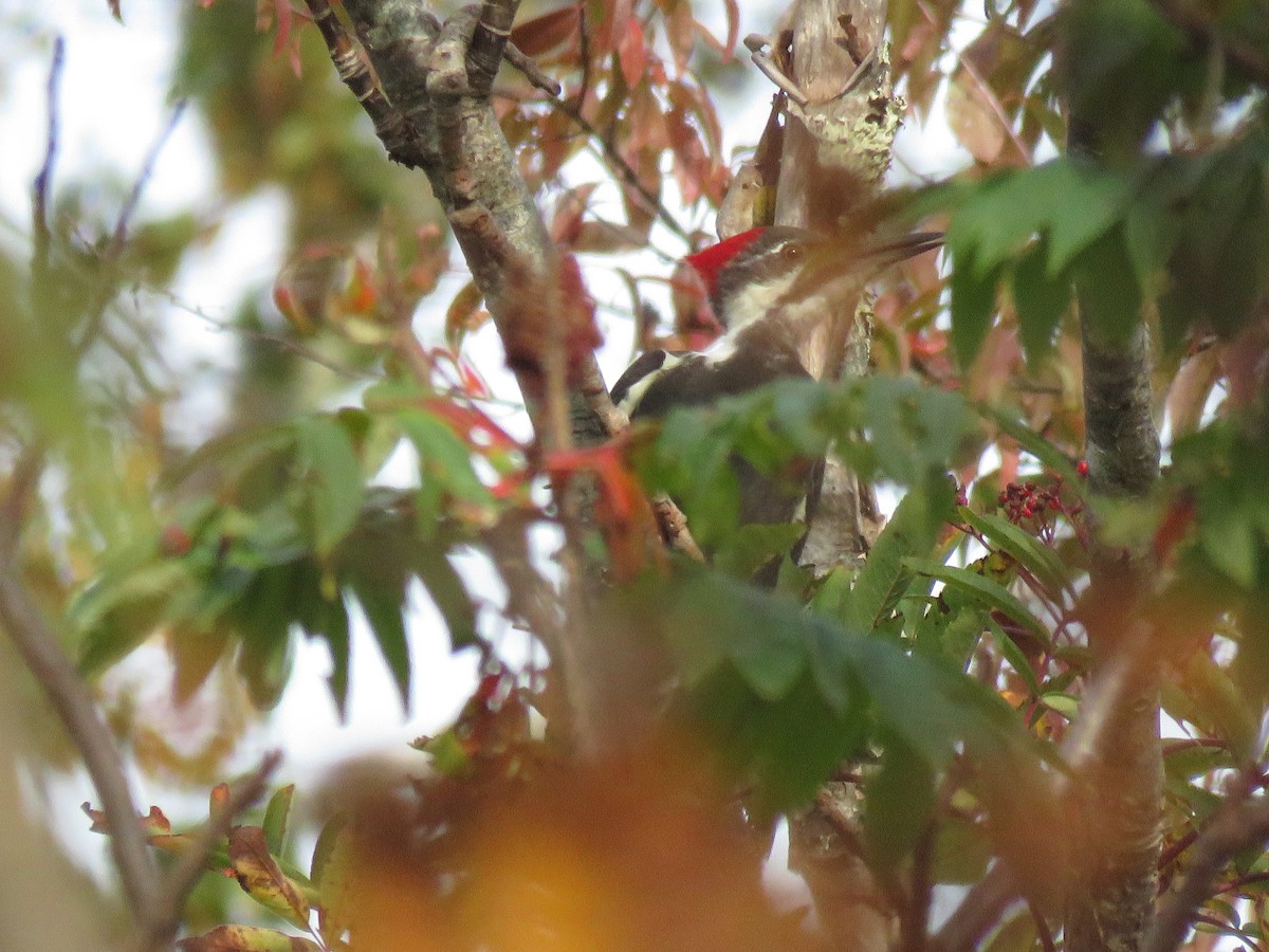 Pileated Woodpecker - ML625090300