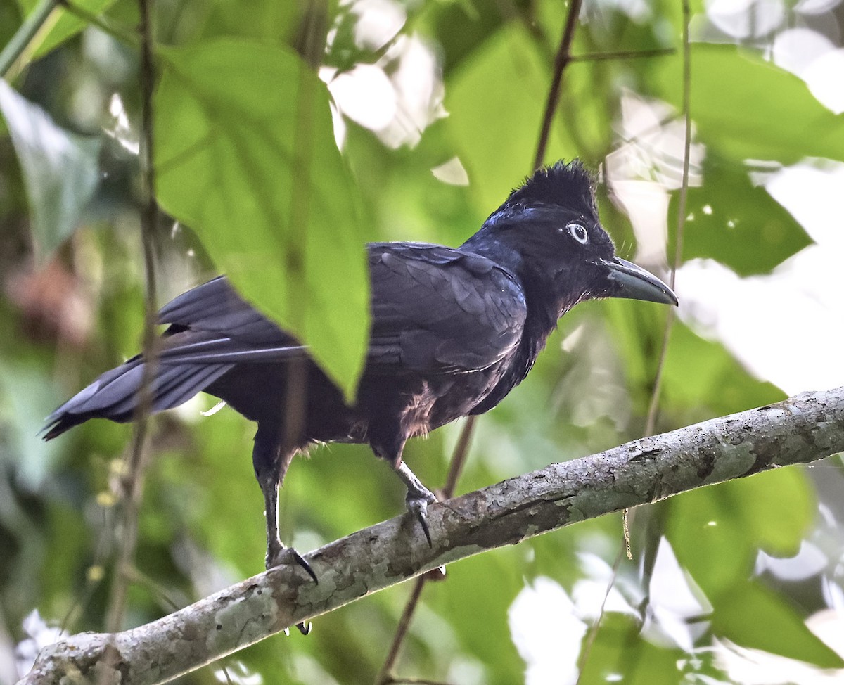 Amazonian Umbrellabird - Finn Jørgensen