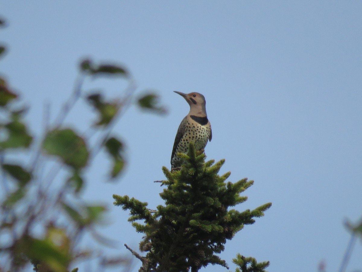 Northern Flicker - ML625090306