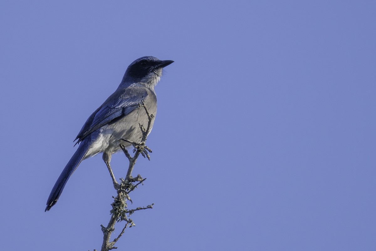 Woodhouse's Scrub-Jay - ML625090366