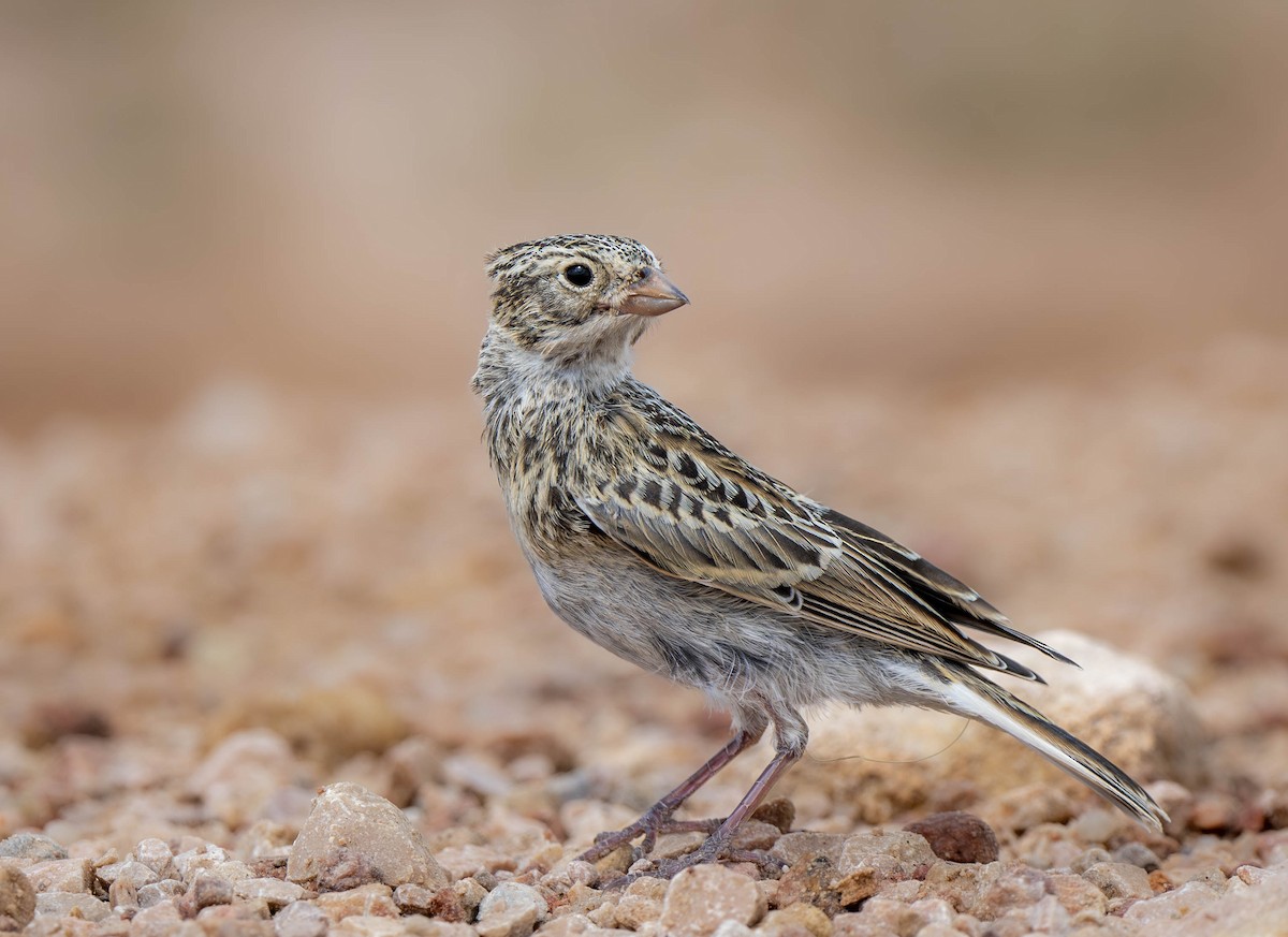 Thick-billed Longspur - William Richards