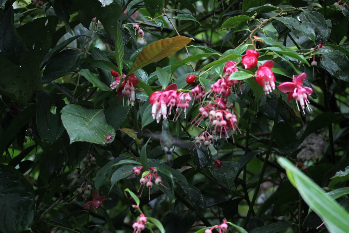 Tooth-billed Hummingbird - ML625090401