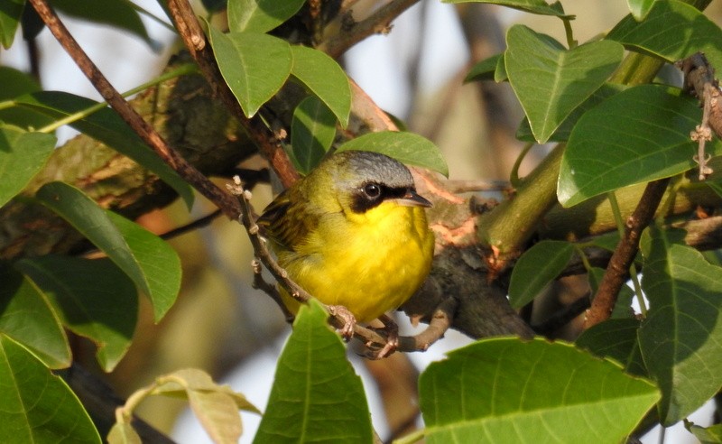 Southern Yellowthroat - ML625090535