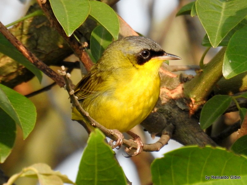 Southern Yellowthroat - ML625090536