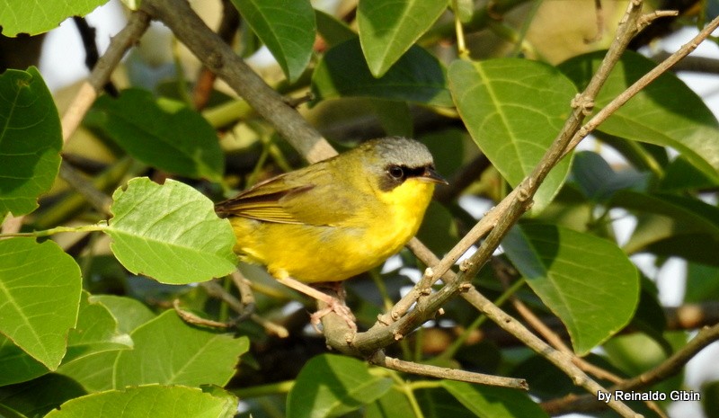 Southern Yellowthroat - ML625090537