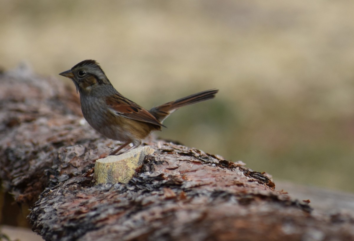 Swamp Sparrow - ML625090545