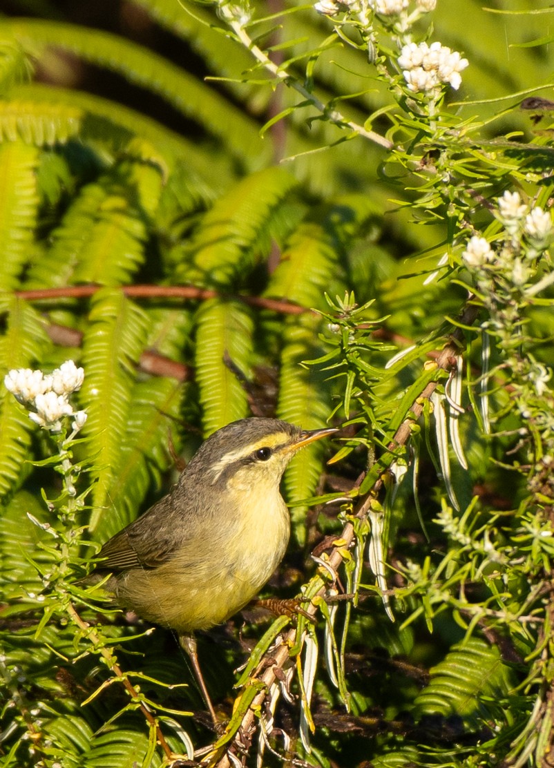 Tickell's Leaf Warbler (Tickell's) - Santosh Bs