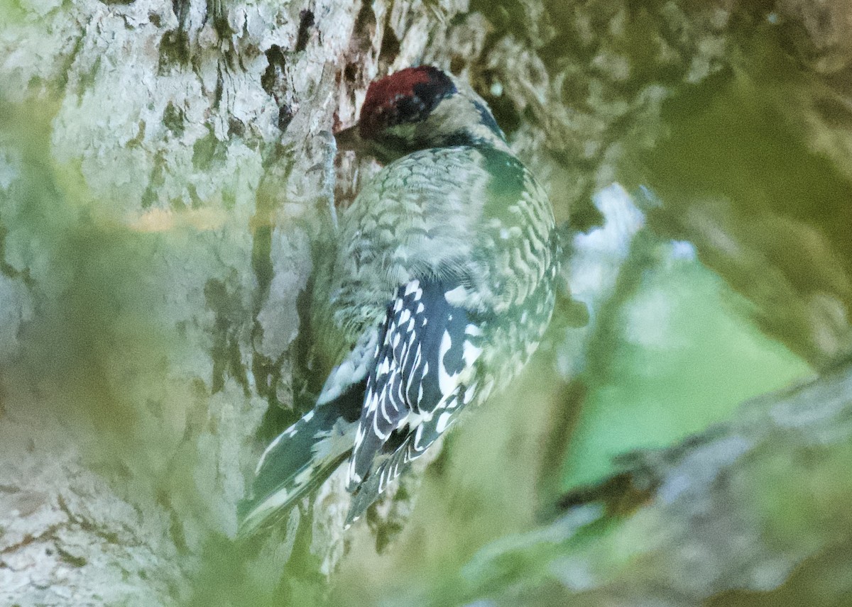 Yellow-bellied Sapsucker - ML625090711