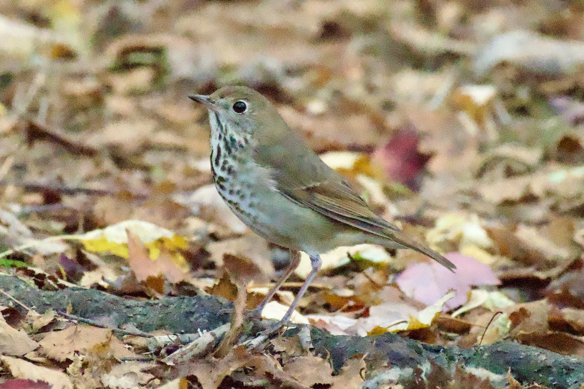 Hermit Thrush - ML625090764