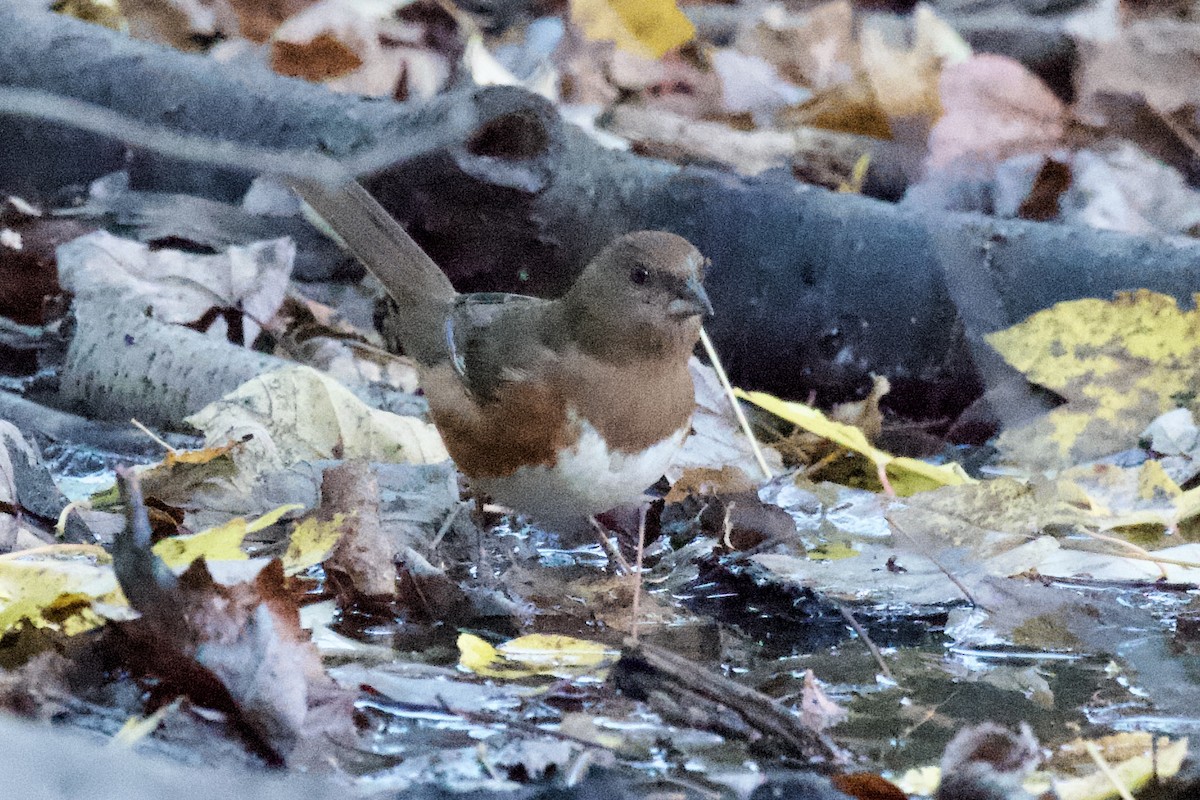 Eastern Towhee - ML625090769